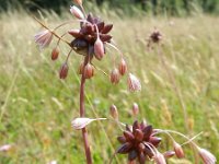 Allium oleraceum 11, Moeslook, Saxifraga-Rutger Barendse