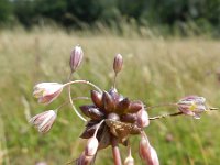 Allium oleraceum 12, Moeslook, Saxifraga-Rutger Barendse