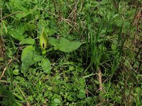 Allium oleraceum 14, Moeslook, Saxifraga-Hans Boll