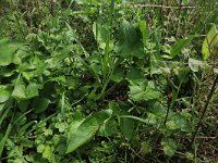 Allium oleraceum 15, Moeslook, Saxifraga-Hans Boll