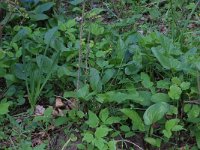 Allium oleraceum 16, Moeslook, Saxifraga-Hans Boll