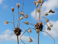 Allium oleraceum 17, Moeslook, Saxifraga-Ed Stikvoort