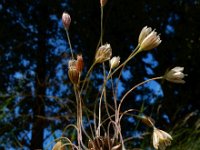 Allium oleraceum 18, Moeslook, Saxifraga-Ed Stikvoort