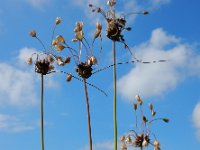 Allium oleraceum 19, Moeslook, Saxifraga-Ed Stikvoort