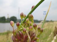 Allium oleraceum 2, Moeslook, Saxifraga-Rutger Barends