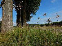 Allium oleraceum 22, Moeslook, Saxifraga-Ed Stikvoort