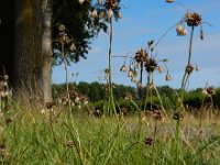 Allium oleraceum 25, Moeslook, Saxifraga-Ed Stikvoort