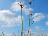 Allium oleraceum 27, Moeslook, Saxifraga-Ed Stikvoort