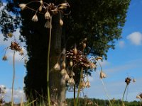 Allium oleraceum 28, Moeslook, Saxifraga-Ed Stikvoort