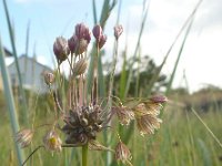 Allium oleraceum 29, Moeslook, Saxifraga-Jelle van Dijk