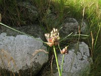 Allium oleraceum 30, Moeslook, Saxifraga-Rutger Barendse