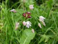 Allium oleraceum 5, Moeslook, Saxifraga-Peter Meininger