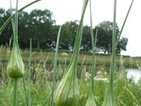 Allium oleraceum 6, Moeslook, Saxifraga-Rutger Barendse