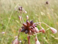 Allium oleraceum 9, Moeslook, Saxifraga-Rutger Barendse