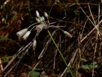 Allium paniculatum 3, Saxifraga-Ed Stikvoort