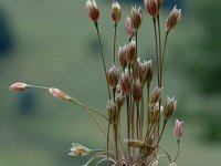 Allium paniculatum 6, Saxifraga-Jan van der Straaten