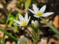 Allium pendulinum 4, Saxifraga-Ed Stikvoort