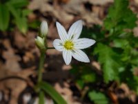 Allium pendulinum 5, Saxifraga-Ed Stikvoort