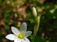 Allium pendulinum 6, Saxifraga-Ed Stikvoort