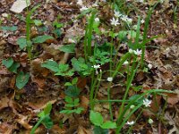 Allium pendulinum 7, Saxifraga-Ed Stikvoort