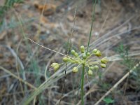 Allium pseudoflavum