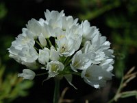 Allium roseum, Rosy Garlic