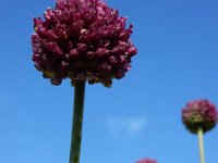 Allium rotundum 6, Ronde look, Saxifraga-Ed Stikvoort