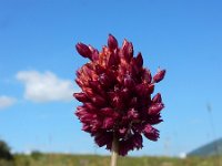 Allium rotundum 8, Ronde look, Saxifraga-Ed Stikvoort