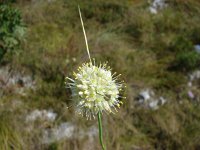 Allium saxatile 2, Saxifraga-Jasenka Topic