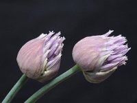 Allium schoenoprasum 37, Bieslook, Saxifraga-Luuk Vermeer