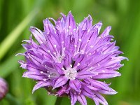 Allium schoenoprasum 38, Bieslook, Saxifraga-Sonja Bouwman  869. Bieslook - Allium schoenoprasum - Alliaceae familie (i) Leiden, Noordwijk