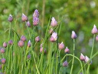 Allium schoenoprasum 39, Bieslook, Saxifraga-Tom Heijnen