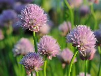 Allium schoenoprasum 40, Bieslook, Saxifraga-Tom Heijnen