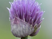 Allium schoenoprasum 41, Bieslook, Saxifraga-Tom Heijnen