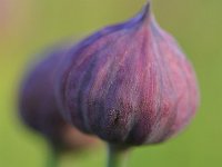 Allium schoenoprasum 42, Bieslook, Saxifraga-Tom Heijnen