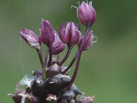 Allium scorodoprasum, Sand Leek