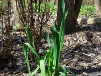 Allium scorodoprasum 10, Slangenlook, Saxifraga-Ed Stikvoort