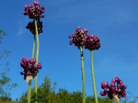 Allium scorodoprasum 13, Slangenlook, Saxifraga-Ed Stikvoort