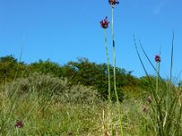 Allium scorodoprasum 14, Slangenlook, Saxifraga-Ed Stikvoort