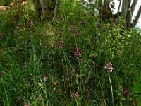 Allium scorodoprasum 17, Slangenlook, Saxifraga-Ed Stikvoort