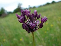 Allium scorodoprasum 2, Slangenlook, Saxifraga-Jasenka Topic