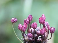 Allium scorodoprasum 3, Slangenlook, Saxifraga-Rutger Barendse