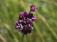 Allium scorodoprasum 5, Slangenlook, Saxifraga-Peter Meininger