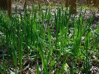 Allium scorodoprasum 6, Slangenlook, Saxifraga-Ed Stikvoort