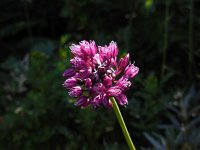 Allium scorodoprasum 7, Slangenlook, Saxifraga-Ed Stikvoort