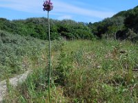 Allium scorodoprasum 8, Slangenlook, Saxifraga-Ed Stikvoort