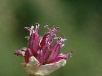 Allium sphaerocephalon 3, Kogellook, Saxifraga-Jan van der Straaten