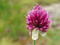 Allium sphaerocephalon 10, Kogellook, Saxifraga-Ed Stikvoort : jura2010