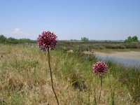 Allium sphaerocephalon 13, Kogellook, Saxifraga-Dirk Hilbers