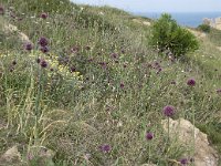 Allium sphaerocephalon 19, Kogellook, Saxifraga-Willem van Kruijsbergen